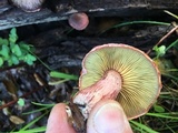 Gymnopilus thiersii image