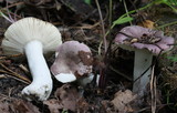 Russula violacea image