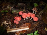 Cookeina speciosa image