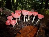 Cookeina speciosa image