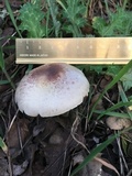 Agaricus semotus image