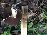 Agaricus semotus image