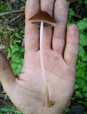 Psathyrella atrospora image