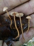 Tubaria conspersa image