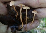 Tubaria conspersa image