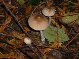 Psathyrella longistriata image