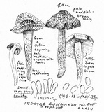 Inocybe hirsuta var. maxima image