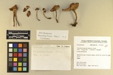 Inocybe hirsuta var. maxima image