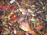 Tricholoma saponaceum image