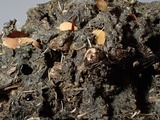 Pseudombrophila leporum image