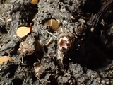 Pseudombrophila leporum image