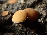 Pseudombrophila leporum image