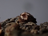 Pseudombrophila leporum image