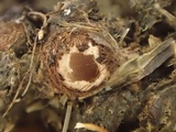 Pseudombrophila leporum image
