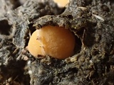 Pseudombrophila leporum image