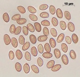 Cortinarius carabus image
