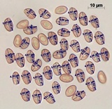 Cortinarius carabus image