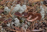 Cortinarius coleoptera image