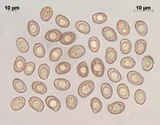 Cortinarius glandicolor image