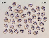 Cortinarius glandicolor image