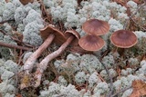 Cortinarius glandicolor image