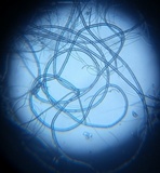 Glyphium elatum image