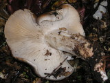 Tricholoma saponaceum image