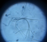 Glyphium elatum image