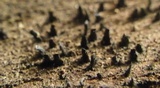 Glyphium elatum image