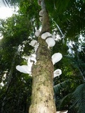 Favolus tenuiculus image
