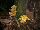 Tricholomopsis aurea image