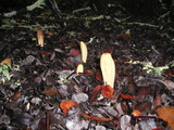 Clavariadelphus occidentalis image