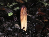Clavariadelphus occidentalis image