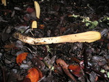 Clavariadelphus occidentalis image