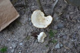 Melanoleuca verrucipes image