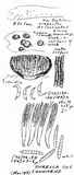 Durella connivens image