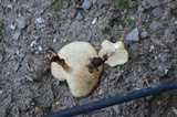 Melanoleuca verrucipes image