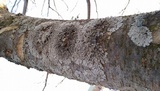 Physcia aipolia image
