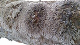 Physcia aipolia image
