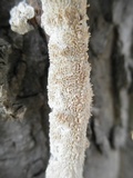 Irpex lacteus image