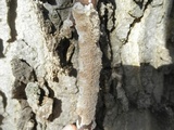 Irpex lacteus image