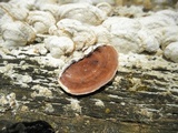 Gloeoporus dichrous image