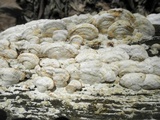 Gloeoporus dichrous image