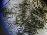 Hypomyces papulasporae image