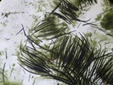 Hypomyces papulasporae image