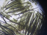 Hypomyces papulasporae image