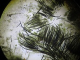 Hypomyces papulasporae image
