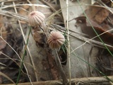 Marasmius pulcherripes image