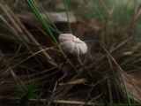 Marasmius pulcherripes image