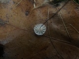 Marasmius pulcherripes image